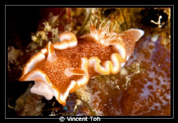 Nudi in Redang Island by Vincent Toh 